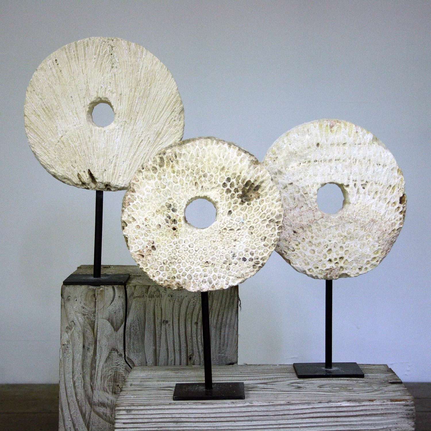 Fossilised Coral Rings on Stands
