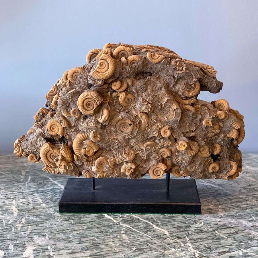 Large and rare cluster of Ammonites on a modern stand